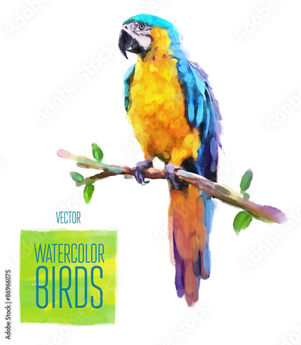Vector watercolor style  illustration of bird.