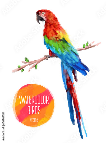 Vector watercolor style  illustration of bird.
