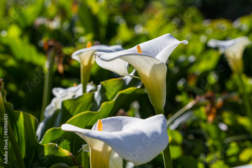 Fototapeta Naklejka Na Ścianę i Meble -  Calla lilies - Zantedeschia aethiopica