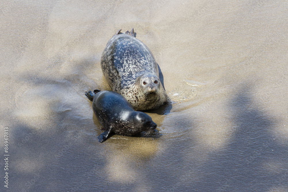 Obraz premium Baby seal and his mother