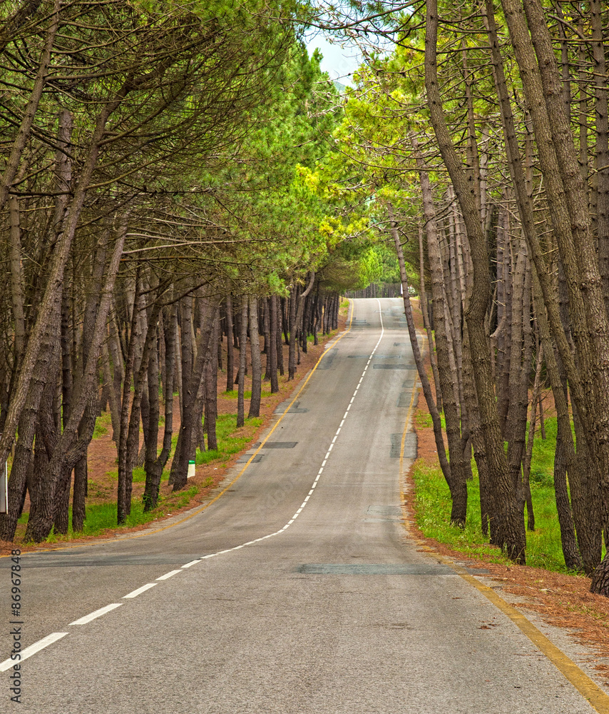 Naklejka premium Road in the forest
