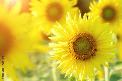 Fototapeta Naklejka Na Ścianę i Meble -  Sunflowers