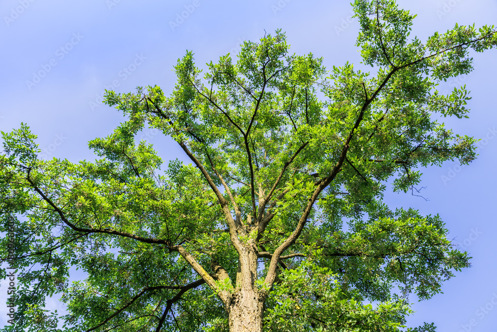 Fototapeta premium Grüner Baum unter blauen Himmel