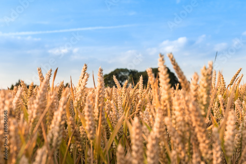 Weizen im Getreidefeld mit Hintergrund