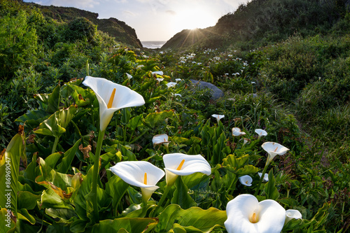 Photography calla lilies on the coast