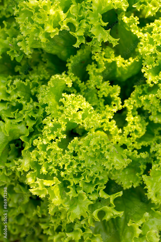 fresh green lettuce fresh green lettuce