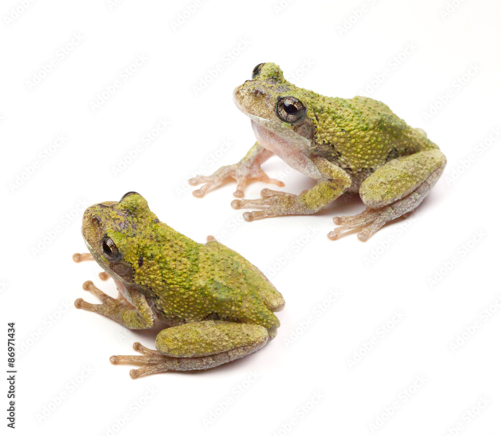 Fototapeta premium Tree Frogs