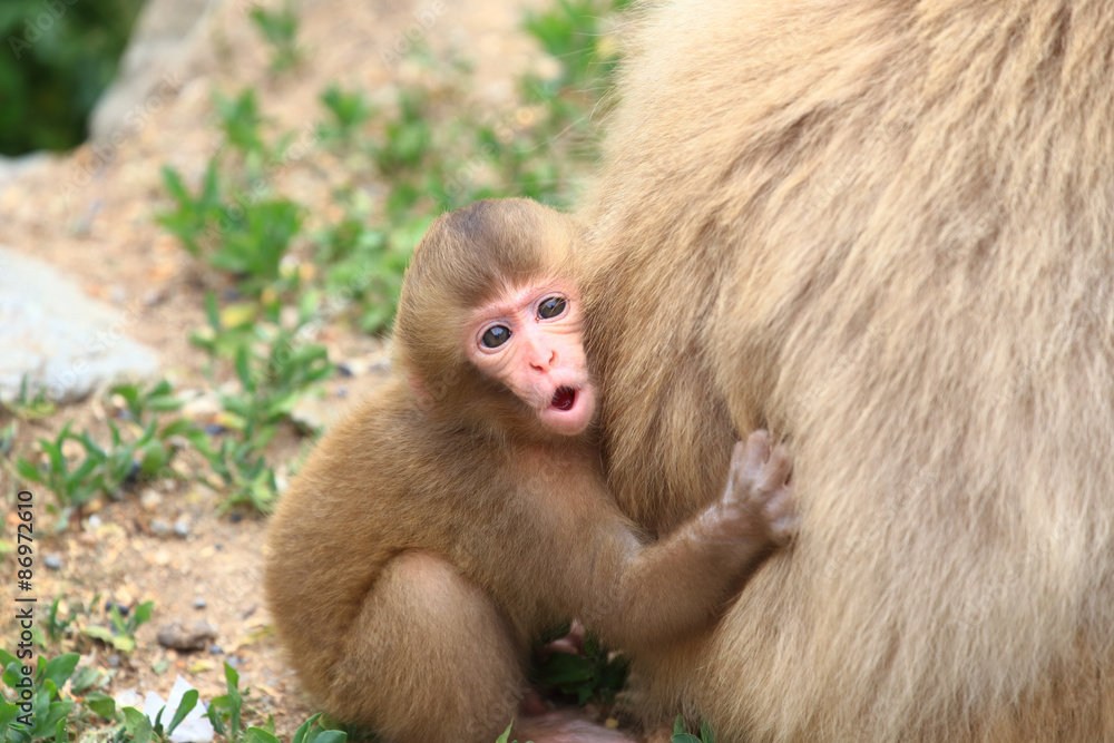 かわいい猿の赤ちゃん Stock Photo Adobe Stock