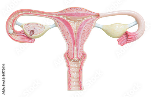 Female reproductive system isolated on white background with cli