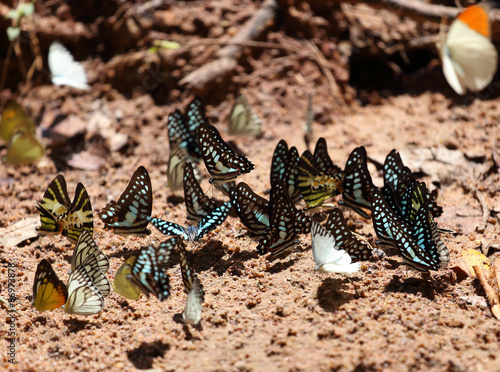 Group of  butterfly on the ground