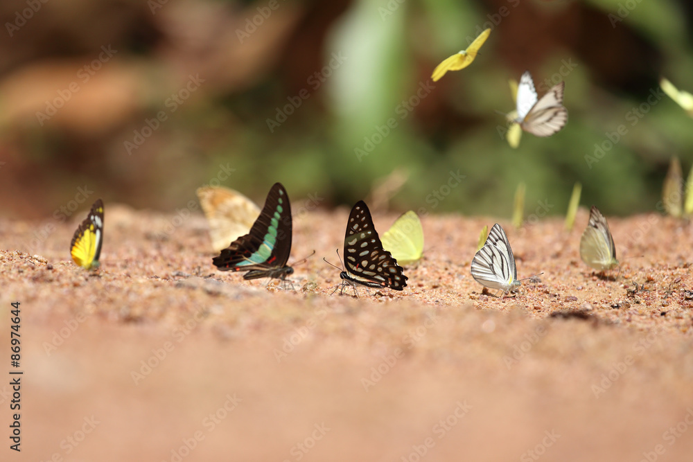 Group of butterfly on the ground Group of butterfly on the ground