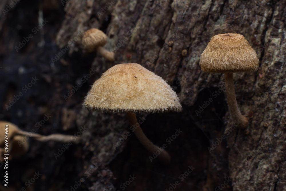 Wild mushrooms growing on dead trees topple the deducted decay Wild mushrooms growing on dead trees topple the deducted decay