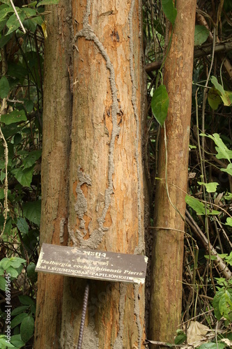 Photography Siamese rosewood tree in national park (thai name on label)