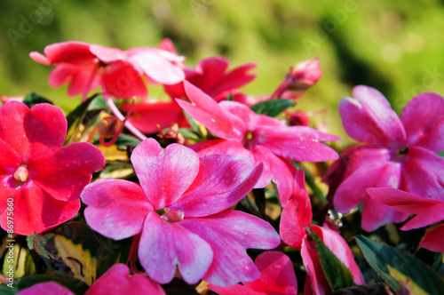 Impatiens flowers