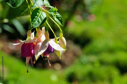Fototapet Fuchsia flower