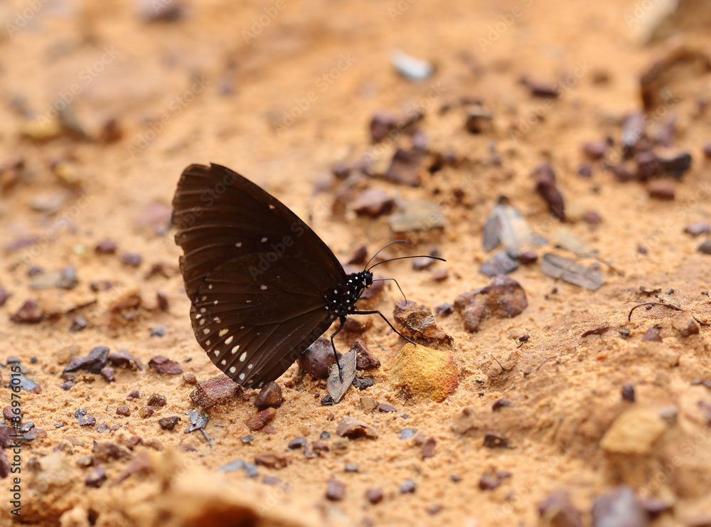 Common Indian Crow butterfly (Euploea core Lucus) Common Indian Crow butterfly (Euploea core Lucus)