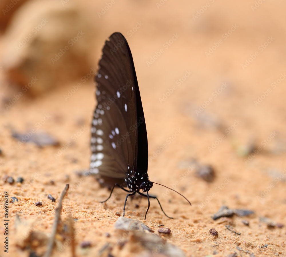 Obraz premium Common Indian Crow butterfly (Euploea core Lucus)