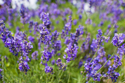 Lavender field