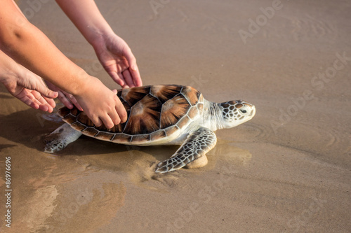 Sea Turtle Releas