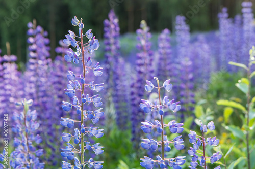 Close-up of lupine flowers at a meadow full of lupines