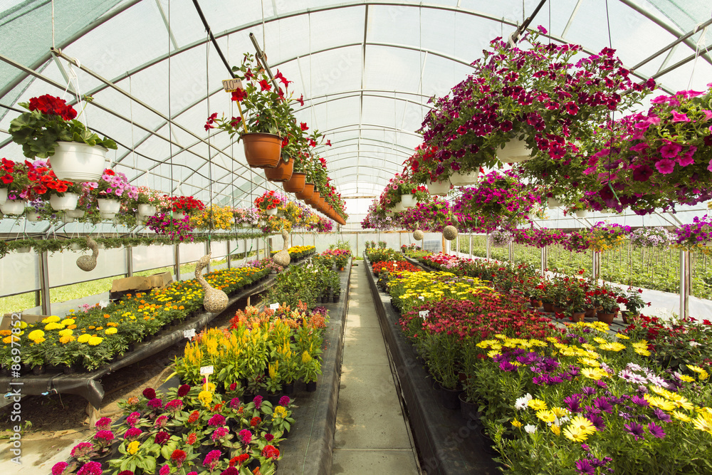 Flowers in greenhouse Flowers in greenhouse