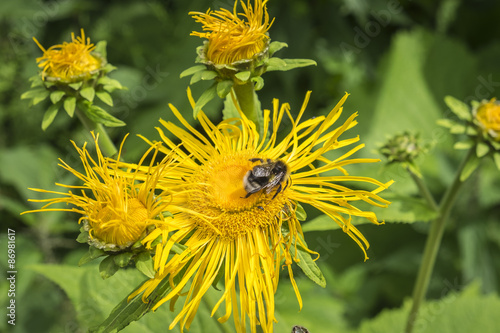 Wallpaper Mural Echter Alant (Inula helenium) , Hummel  (Bombus) Torontodigital.ca