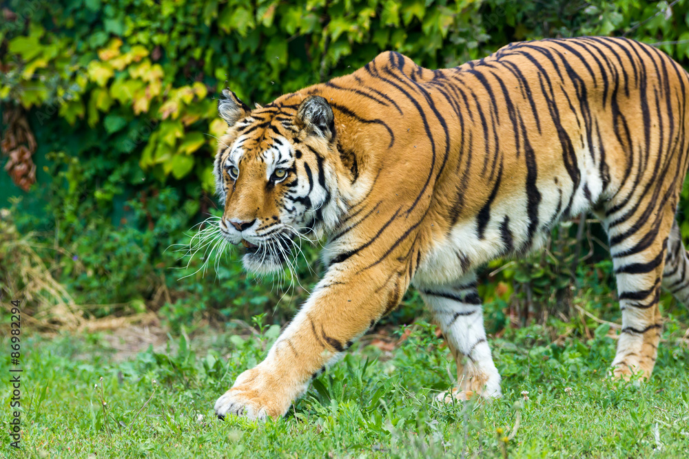 Tiger Tiger