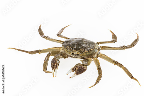 living freshwater crab
