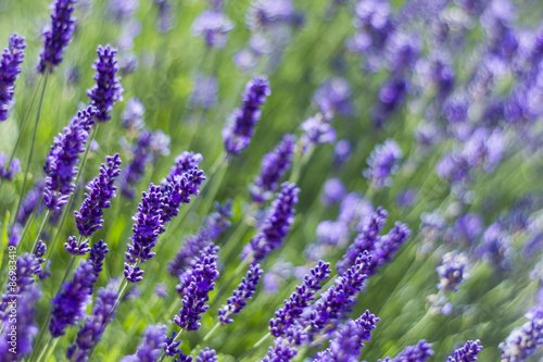 Fototapeta Naklejka Na Ścianę i Meble -  lavender flowers