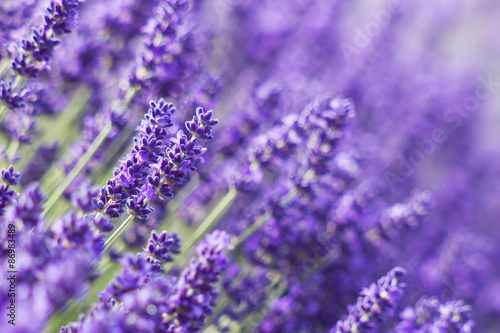Fototapeta Naklejka Na Ścianę i Meble -  lavender flowers