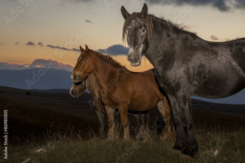 Tre cavalli su un promontorio montano , nella luce del tramonto © nnerto