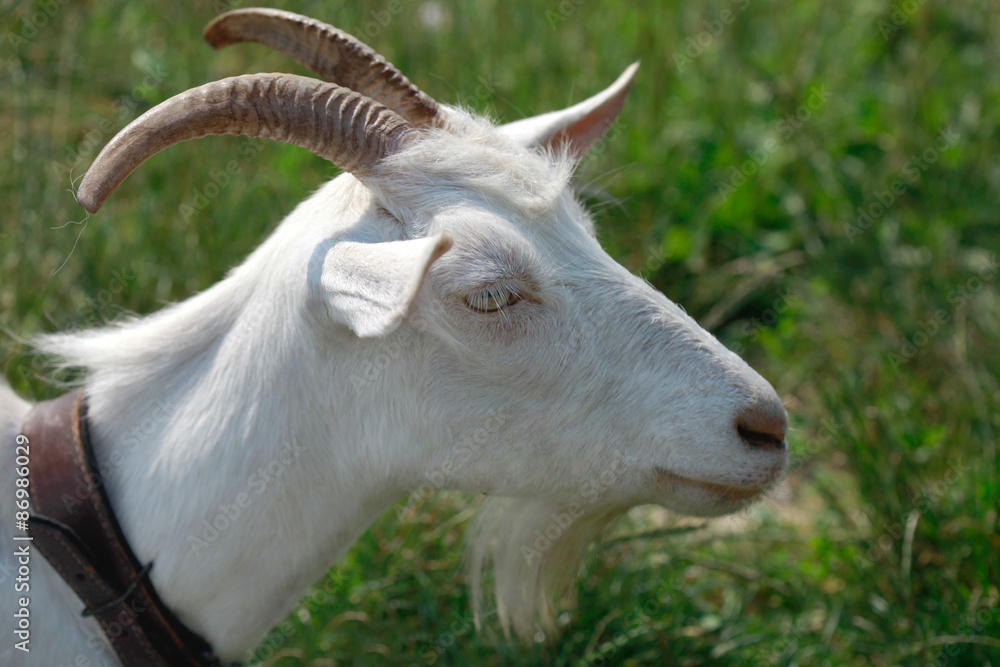 goat goat