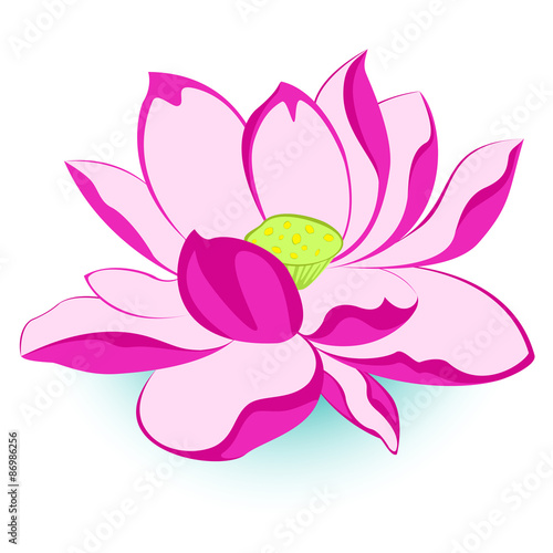 Pink Lotus Flower