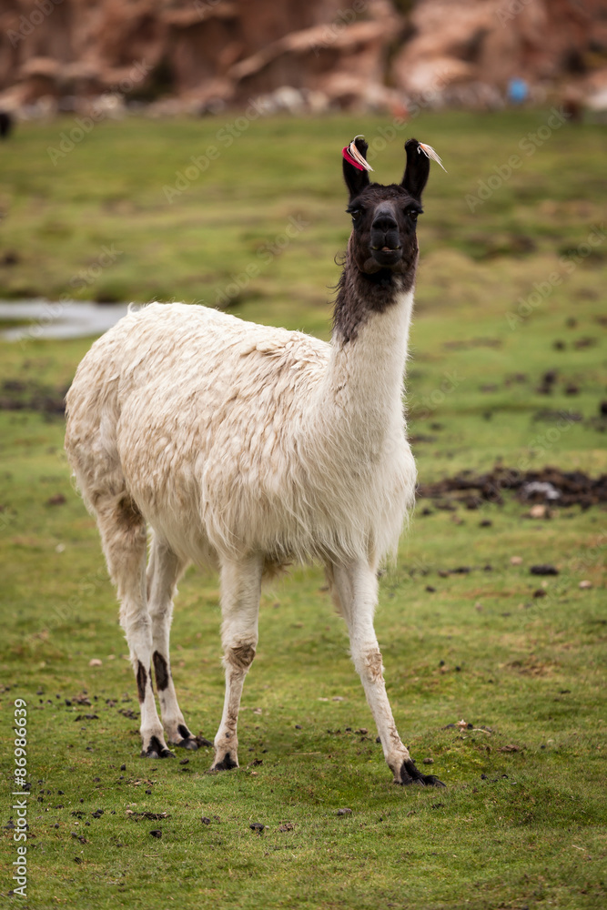 Primo piano di un lama glama con testa nera e fili ci cotone colorati sulle orecchie Primo piano di un lama glama con testa nera e fili ci cotone colorati sulle orecchie