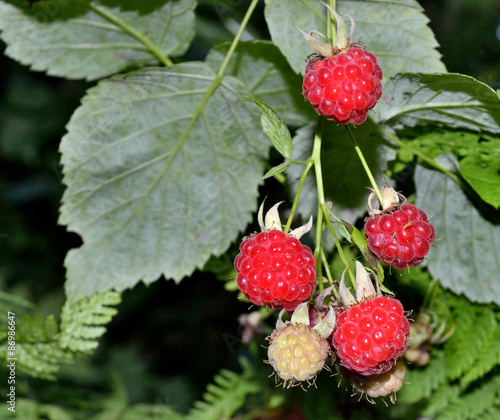 a fresh harvest raspberries in the garden