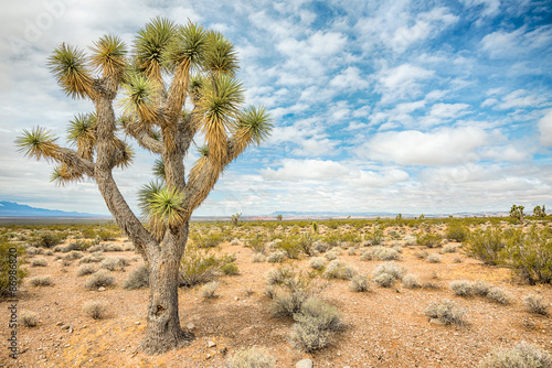 Joshua tree, near Old Highway 91,  .Beaver Dam Wash National Con photo