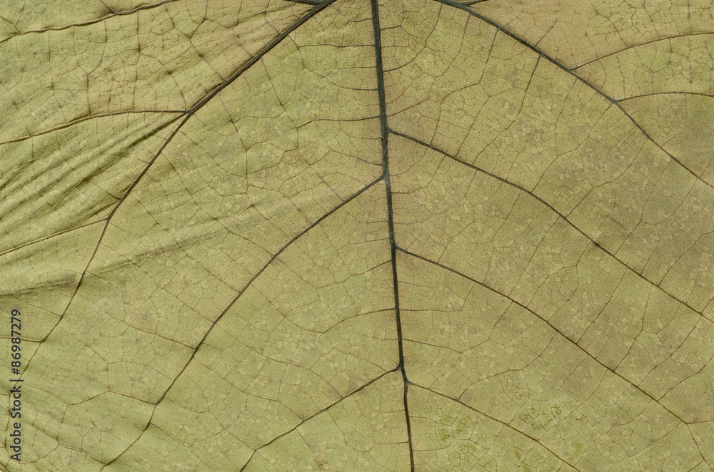 Obraz premium dried leaf texture background