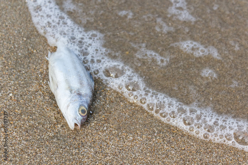 Death fish on the beach, global warming.