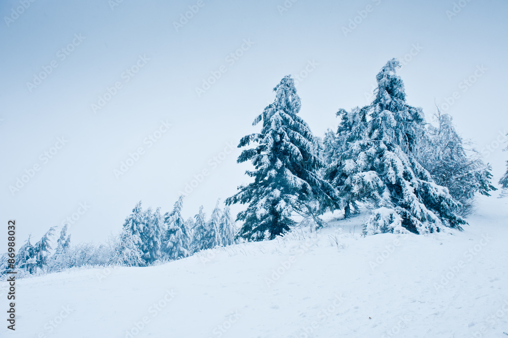 Firs in snow, Winter Landscape