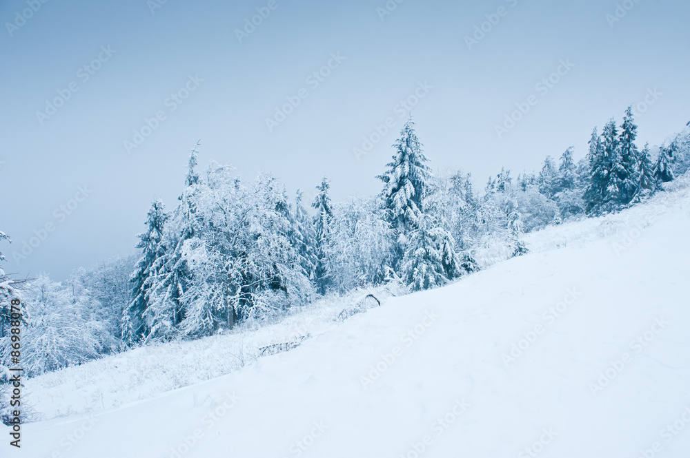 Firs in snow, Winter Landscape
