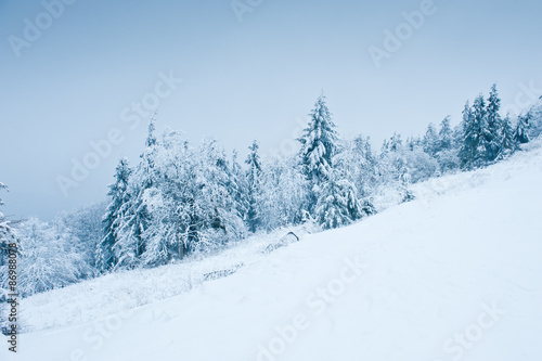 Firs in snow, Winter Landscape photo
