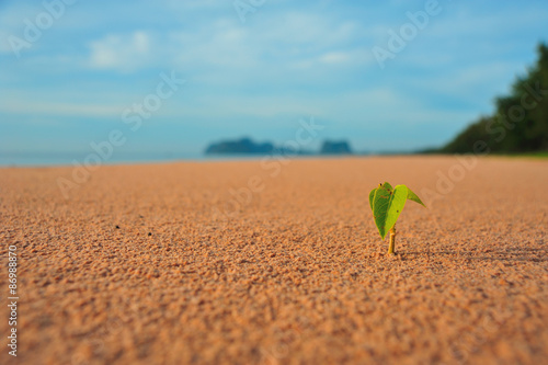 Goat’s Foot  sprout on the beach photo