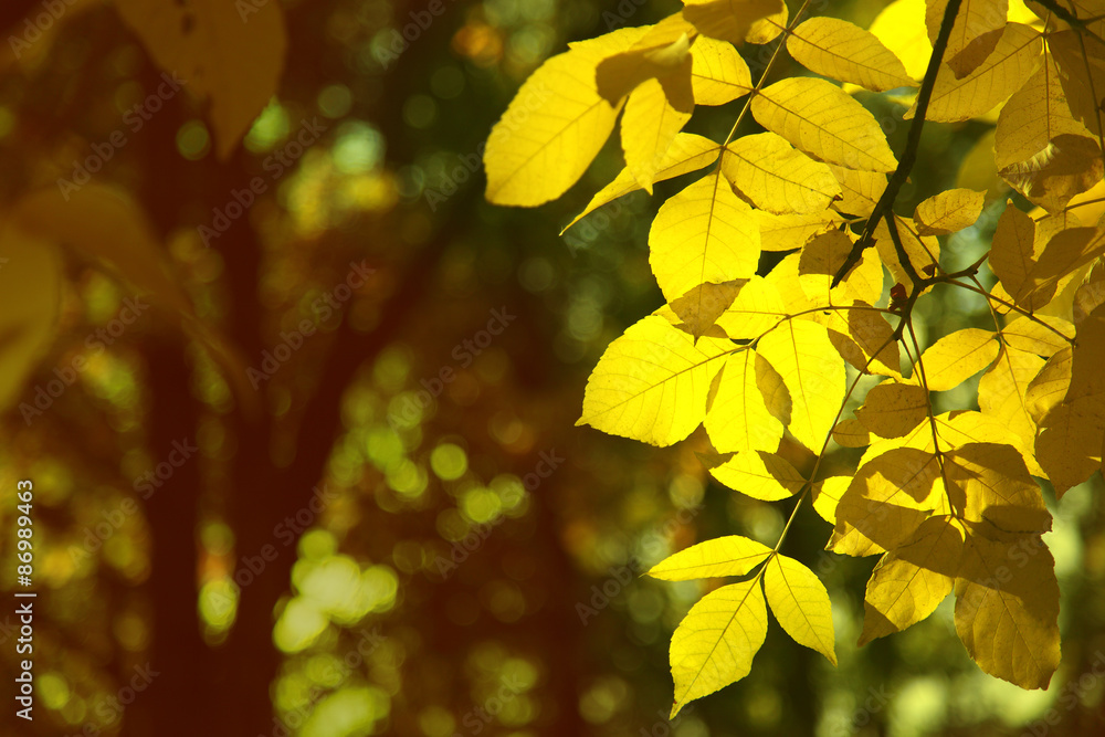 Fototapeta premium dry autumn leaf stuck in forest