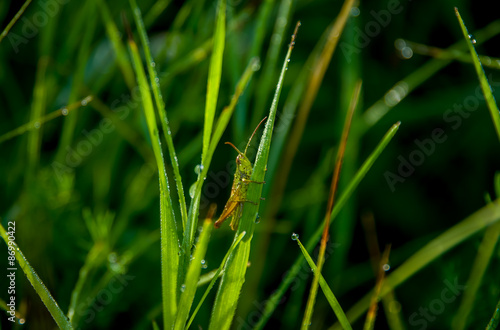 Green grasshopper on grass. 