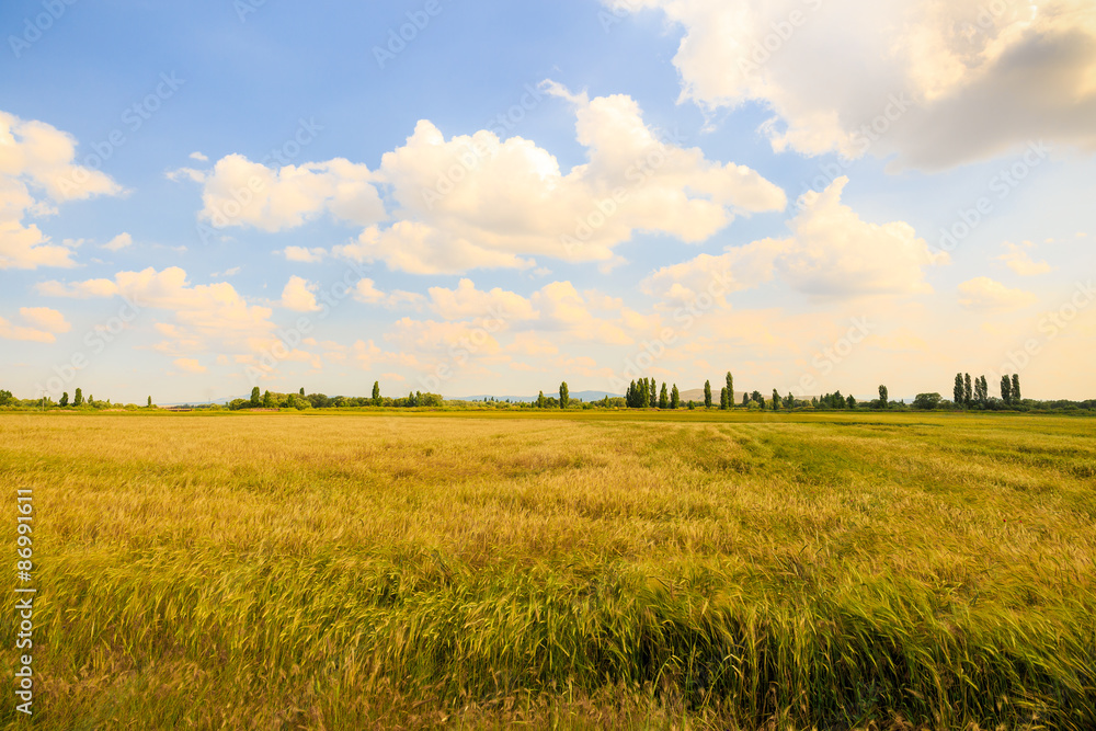 landscape with a wheat field in summer landscape with a wheat field in summer