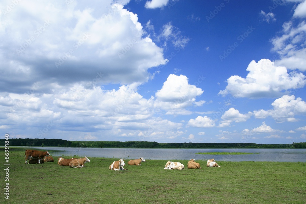Fototapeta premium Cows on the meadow