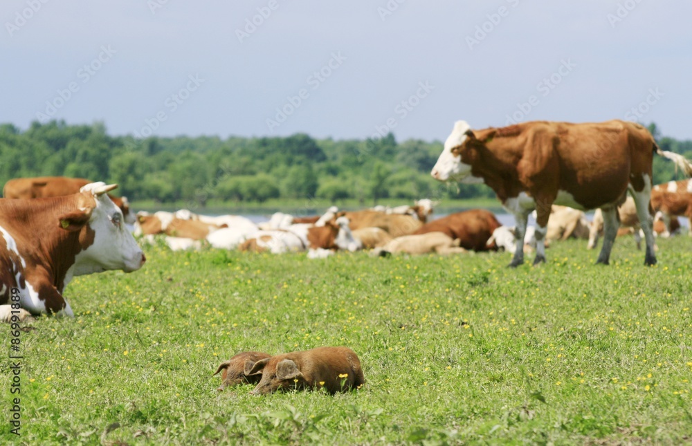 Piglets and cows on the meadow