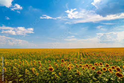 sunflower in a field agricultural farm