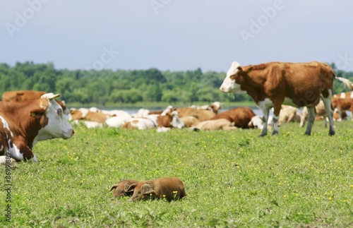 Piglets and cows on the meadow © Simun Ascic