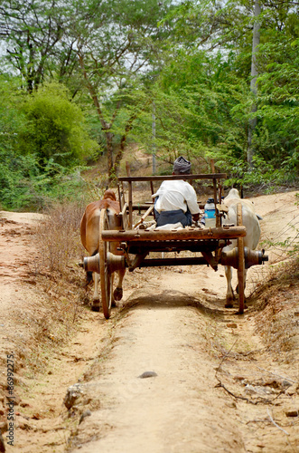 Burmese people riding cow cart